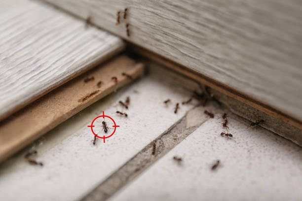 Pest Prevention Services in Colton, CA