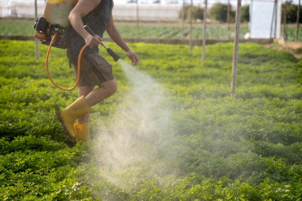Best Emergency Pest Control  in Colton, CA