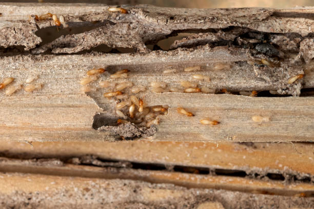 Best Commercial Pest Control Services  in Colton, CA
